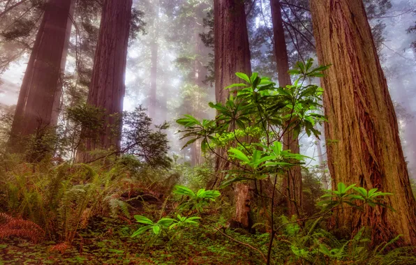 Картинка forest, tree, sequoia, redwood