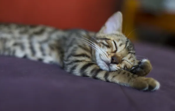 Картинка кошка, кот, серый, отдых, сон, полосатый
