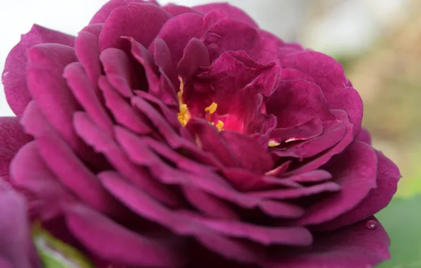 Картинка цветок, фиолетовый, Роза