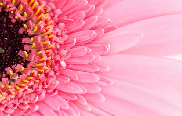 Картинка flower, pink, petals, gerbera