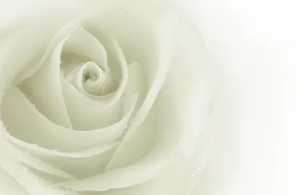 Картинка цветок, роза, белая