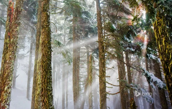 Картинка зима, лес, лучи, свет, Вашингтон, сосны, США, Mount Baker-Snoqualmie National Forest