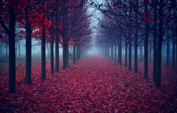 Картинка осень, листья, деревья, туман