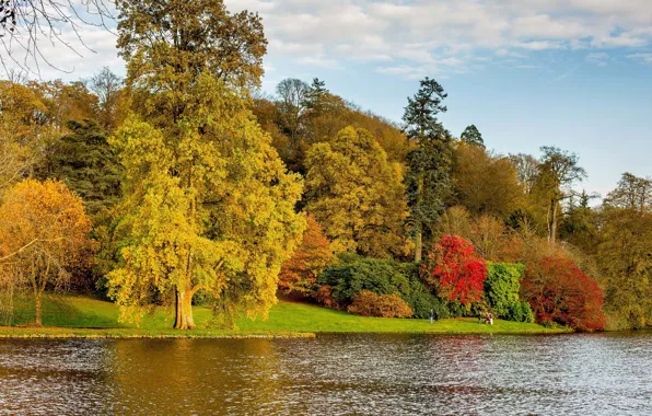 Картинка осень, лес, трава, деревья, река, берег, желтые, Великобритания, кусты, Уэстонберт-Арборетум, Westonbirt Arboretum