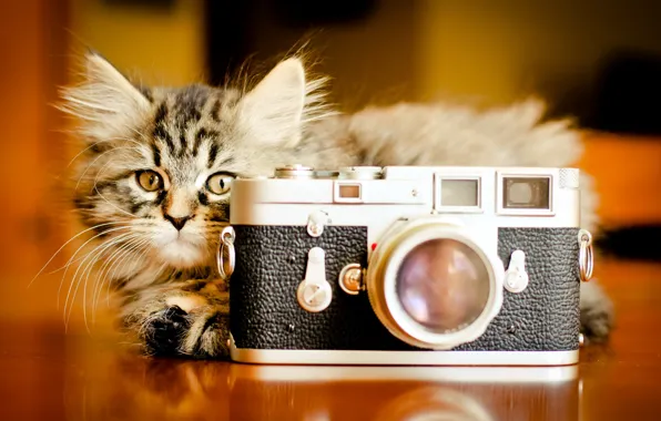 Картинка кошка, фон, фотоаппарат