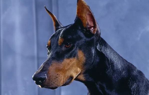 Картинка собаки, доберман, dobermann