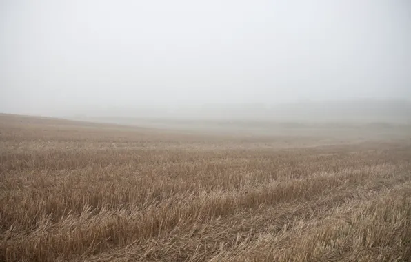 Картинка Природа, Поле, Туман, Nature, Долина, Fog, Field, Vale