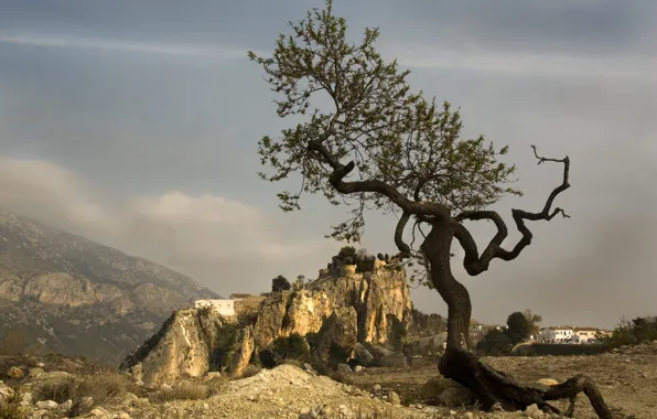 Картинка горы, дерево, форма, Испания, Валенсия