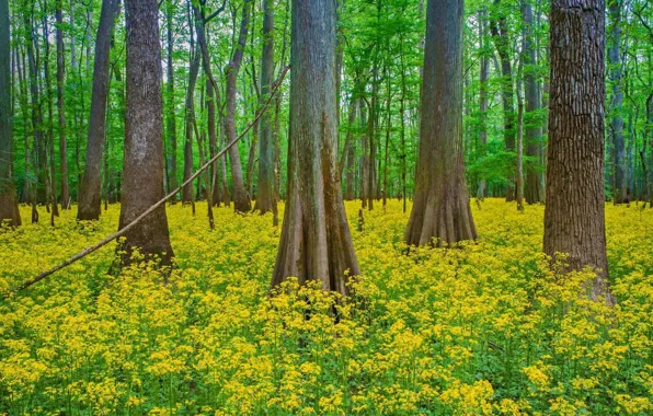 Картинка лес, деревья, цветы, Южная Каролина, США, Congaree National Park