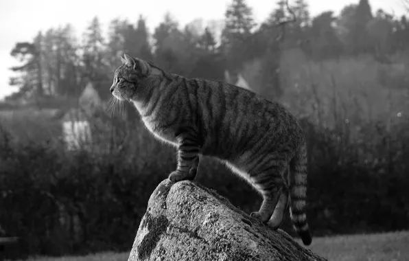 Картинка кошка, кот, камень, кошак, наблюдение