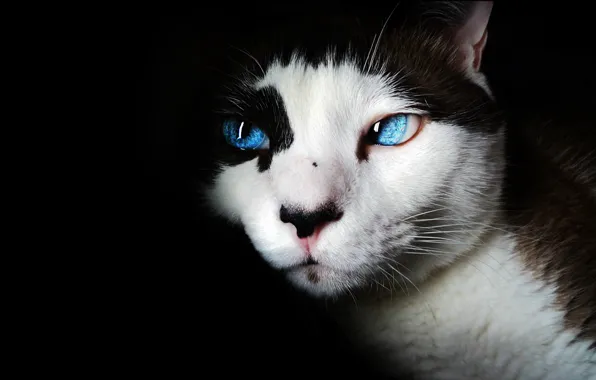 Картинка кошка, глаза, кот, морда, портрет, голубые, черный фон, пятнистый, обои от lolita777
