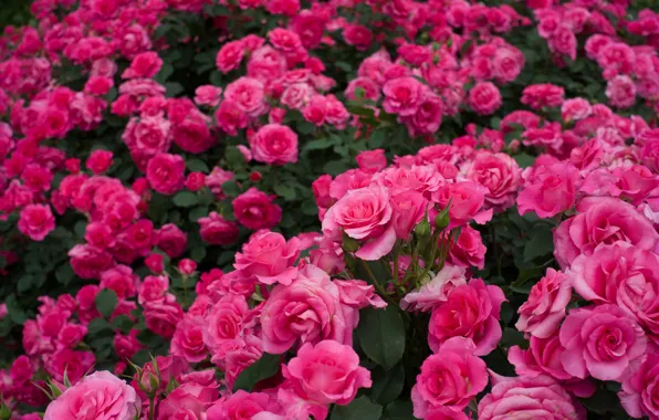 Картинка розы, много, розовые кусты