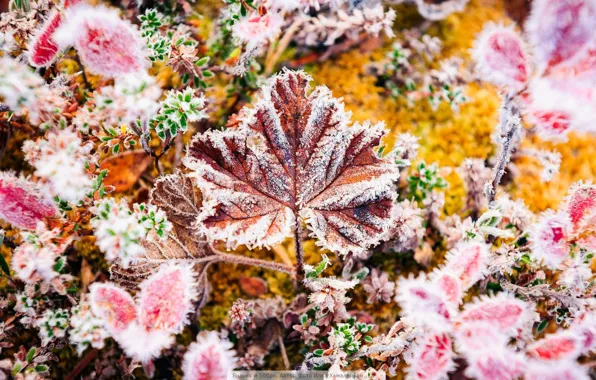 Картинка осень, листья, заморозок
