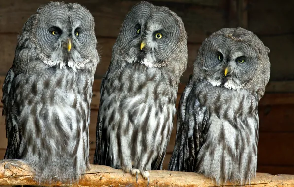 Картинка совы, Lapland Owl, бородатая неясыть, Great Grey Owl, троица