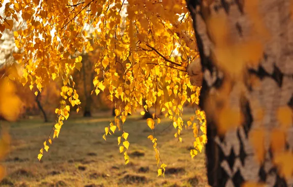 Картинка листья, солнце, береза, золотая осень