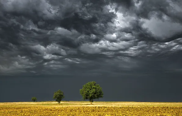 Картинка поле, деревья, буря, горизонт, серые облака