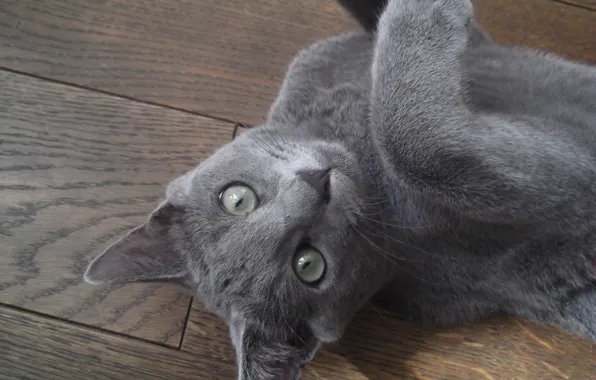 Картинка кот, серый, лежит
