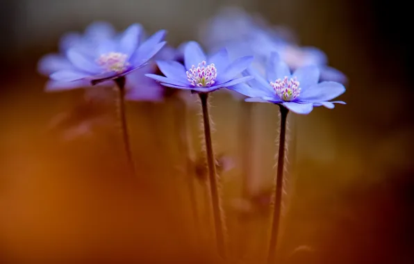 Картинка цветы, весна, Anemone hepatica