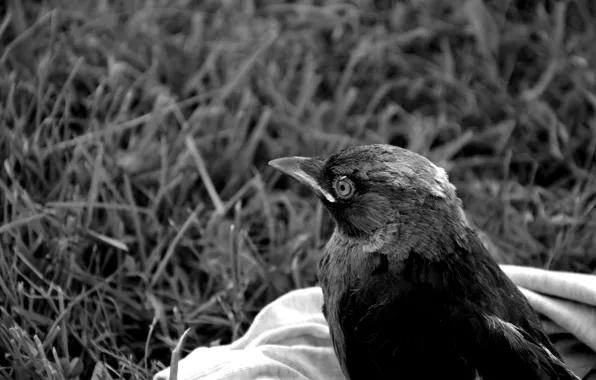 Картинка Black, Forest, magpie
