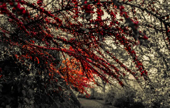 Картинка Red, Autumn, Black and White, Leaves, Branches, Berries, Fruit
