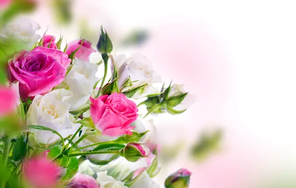 Картинка розы, white, бутоны, pink, blossom, flowers, beautiful, roses