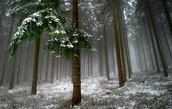 Картинка лес, снег, деревья, пейзаж