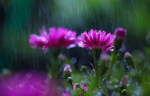 Картинка цветы, дождь, размытость