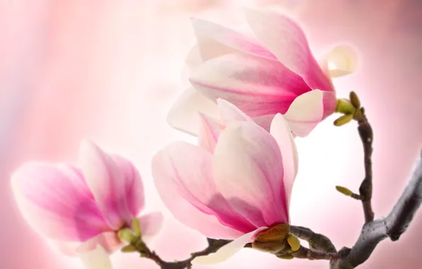 Картинка розовая, нежность, красота, ветка, лепестки, цветки, pink, beauty, магнолия, petals, tenderness, branch, Magnolia