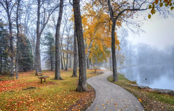 Картинка осень, озеро, парк, дорожка, скамейки