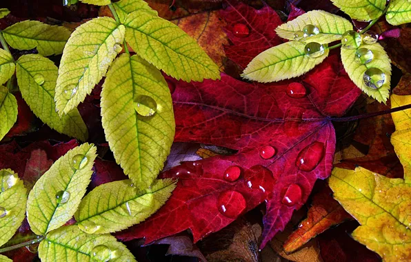 Картинка осень, листья, капли