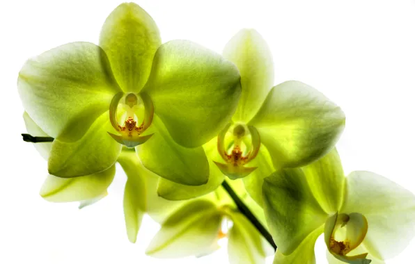 Картинка лепестки, фаленопсис, лимонная орхидея