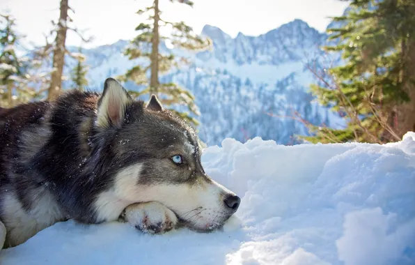 Картинка зима, взгляд, морда, снег, деревья, горы, природа, животное, собака, ели, профиль, хаски, пёс