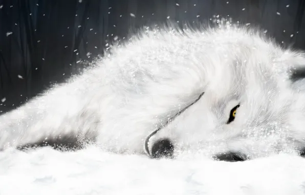 Картинка рисунок, волк, Белый, Wolfs Rain, Kiba, supermonchi