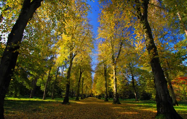 Картинка дорога, осень, парк, аллея, дендрарий
