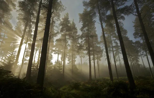 Картинка лес, солнце, свет, деревья, природа