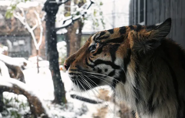 Картинка зима, морда, снег, тигр, хищник, профиль, мех, дикая кошка