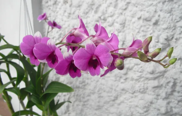 Картинка Thailand, Orchid, Dendrobium