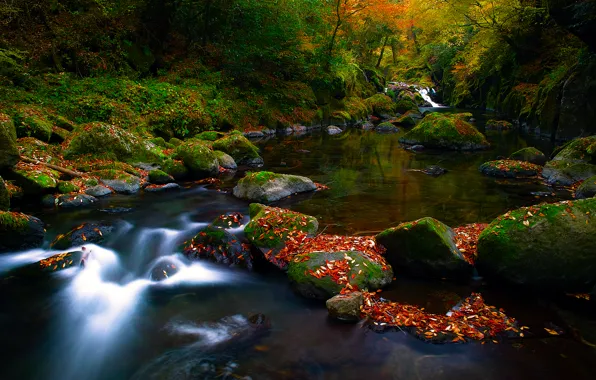 Картинка осень, лес, природа, река, камни, листва, поток