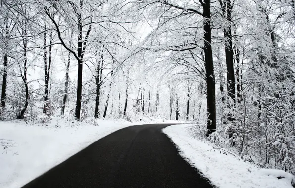 Картинка зима, лес, асфальт, снег, чб