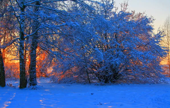 Картинка зима, снег, деревья, закат, ветки, природа, фото, рассвет