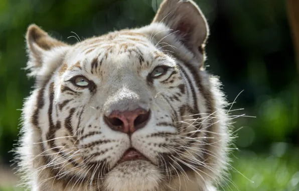 Картинка кошка, взгляд, морда, белый тигр, ©Tambako The Jaguar
