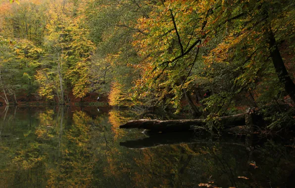 Картинка осень, лес, озеро, Турция, Болу