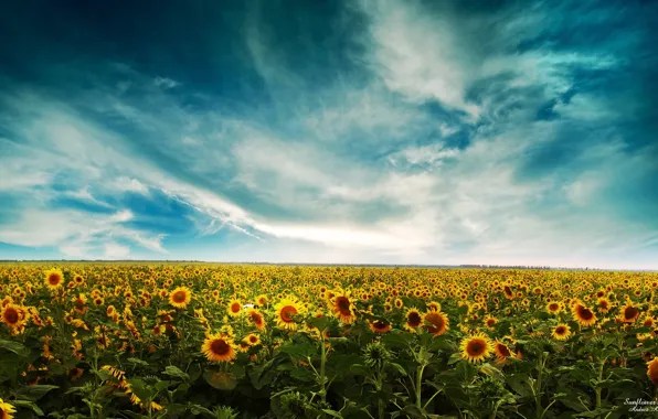 Картинка подсолнухи, landscape, sunflowers