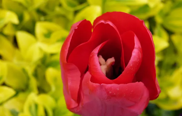 Картинка макро, красный, весна, Тюльпан, red, macro, spring, tulip