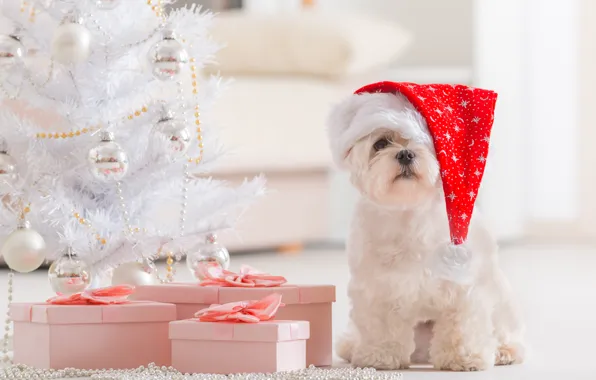 Картинка праздник, новый год, рождество, собака