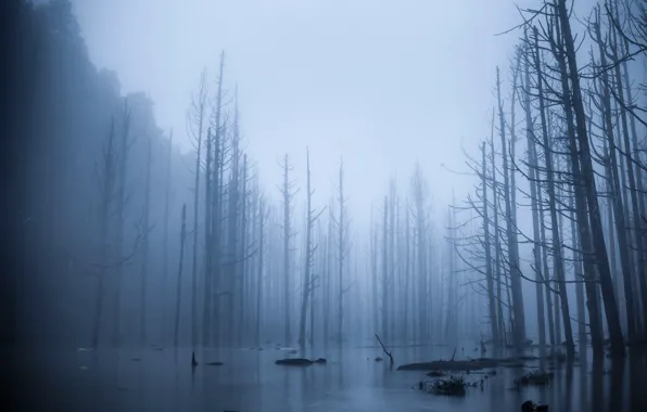 Картинка лес, деревья, туман, разлив, половодье