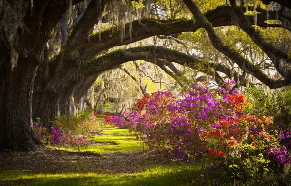 Картинка деревья, цветы, Южная Каролина, США, штат, Чарльстон