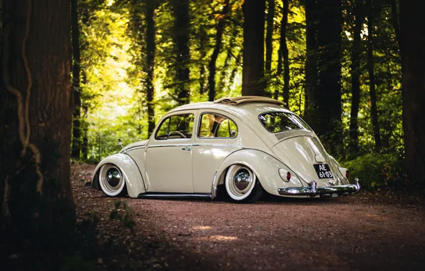 Картинка Volkswagen, wheels, sunshine, forest, road, trees, rear, Beetle, sunroof