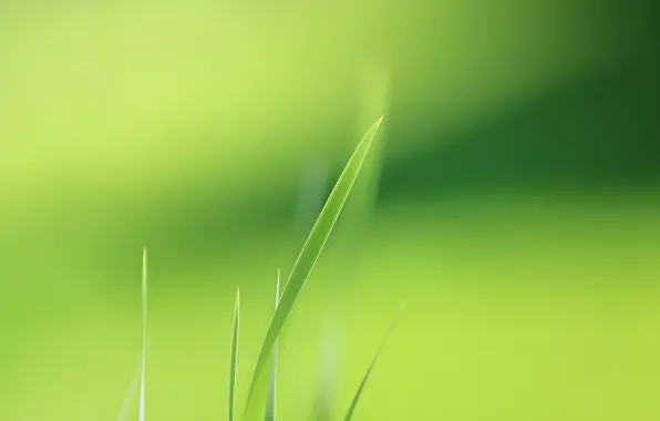 Картинка трава, природа, фон