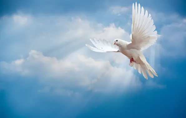 Картинка небо, птица, мир, white, peace, лучи солнца, sky, dove, pigeon, белый голубь, sunrays